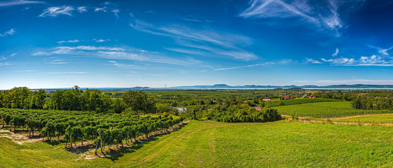 07 Balatonlelle szőlők, panoráma FOTO AdobeStock_3817505b71