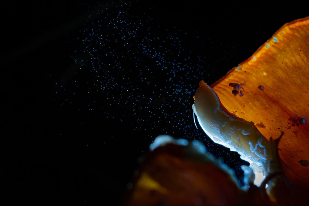 08 08SZL_0254