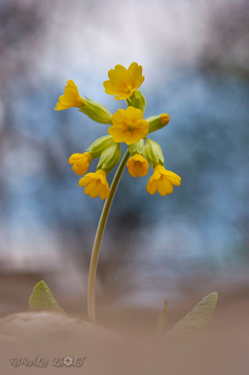 08 tavaszi kankalin FOTO Király Zsolt