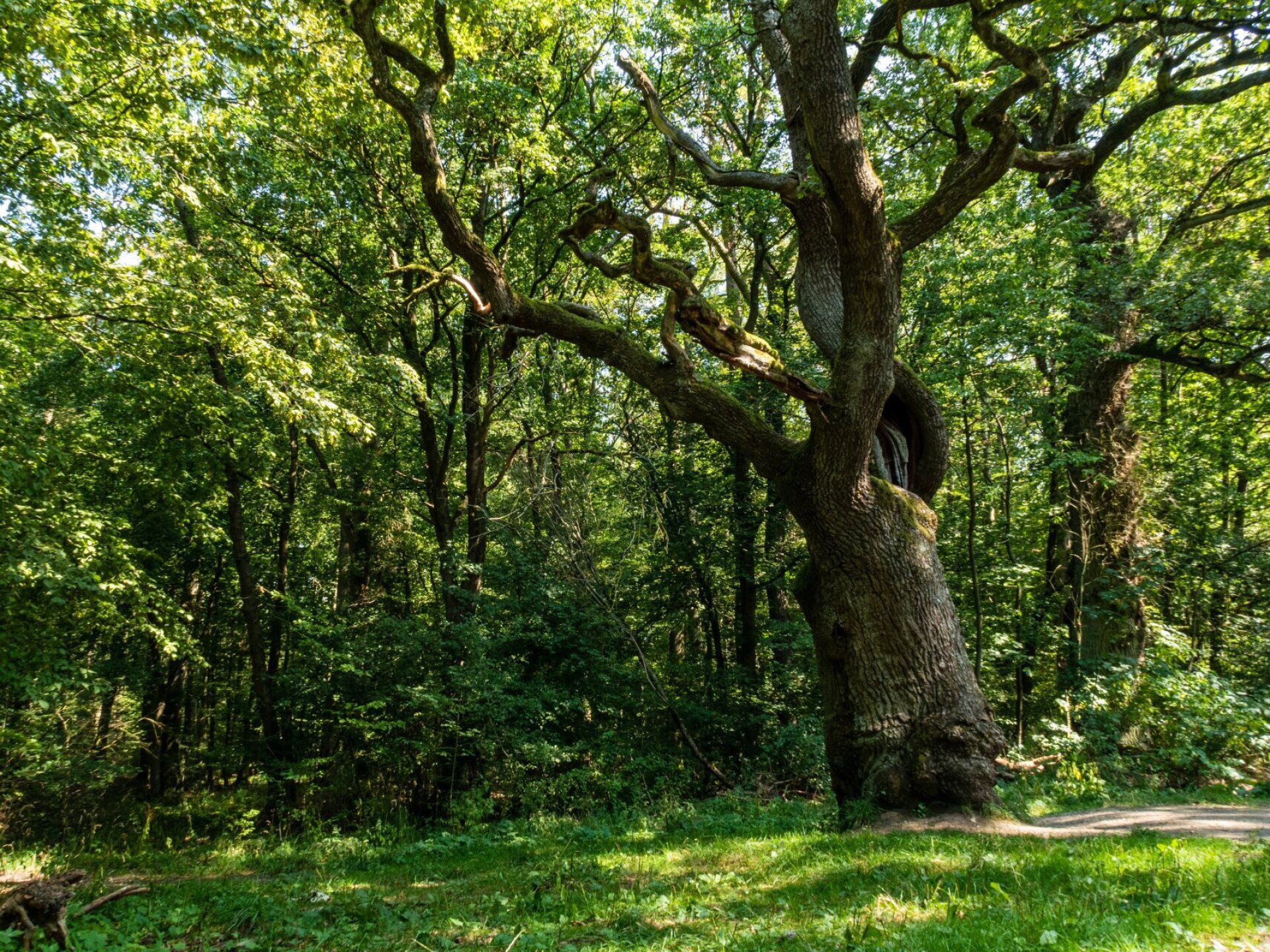 Az erdő szívét az öreg fák rejtik