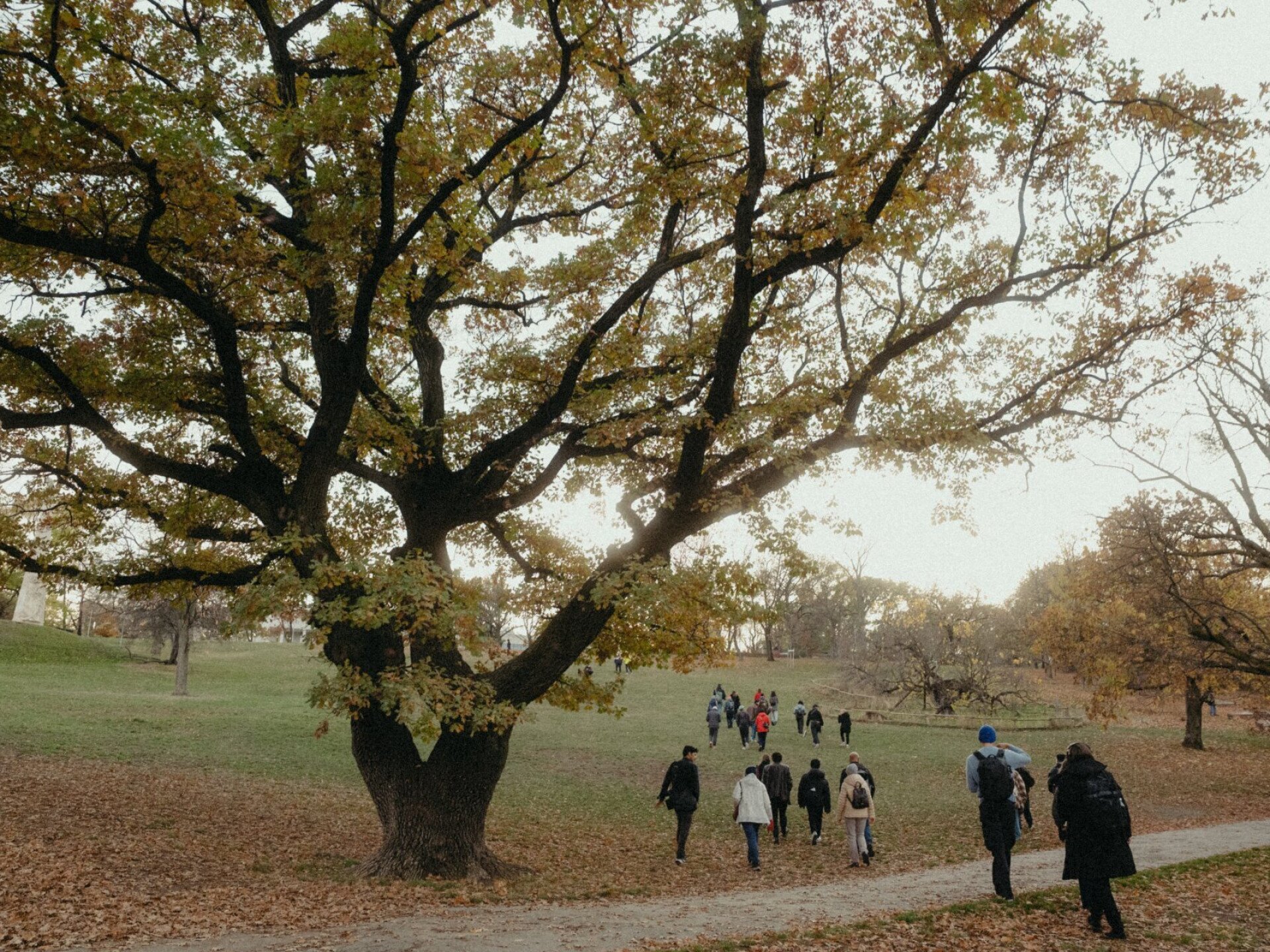 Mesélő fák között Budapesten