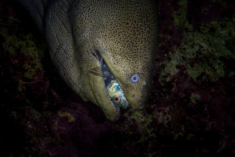 10_0_1240_4648-Tokolyi_Csaba-Az_ormesterhal_utolso_pillantasa