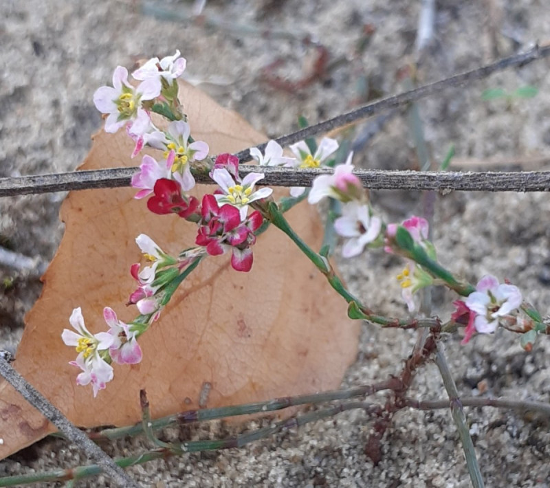 10-11-homoki-keserufu