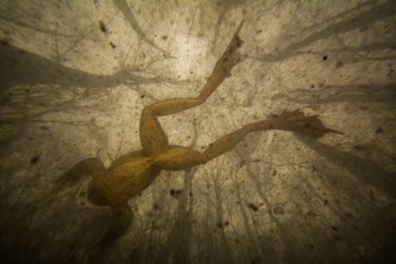 10_2_1201_3277-Kolodziej_Kai-Vitruvian_frog