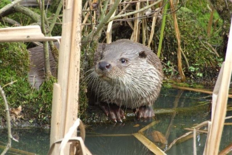 1024_vidra_lanszki_jozsef_640