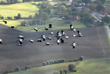 10 érdekesség a darvakról, amitől te is kedvet kapsz a daruvonulás megfigyeléséhez