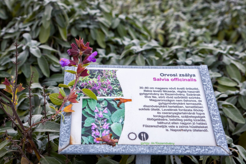 10 fűszerkert FOTO Szabó Eszter
