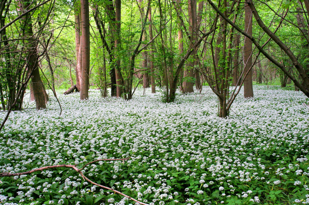 1127_13190_11_Flora_Geophyten_BrlauchKern