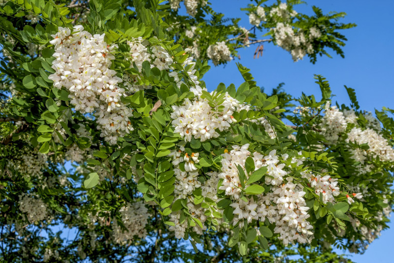 11 akác AdobeStock_37972245