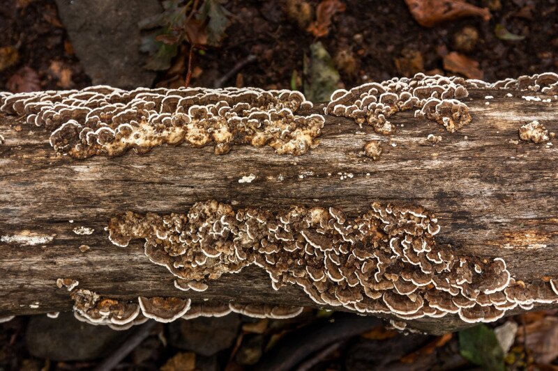 11_kekes_erdorezervatum_GA