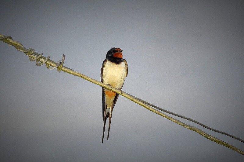 11. kép_az egyik legjobb szúnyogvadász, a füsti fecske