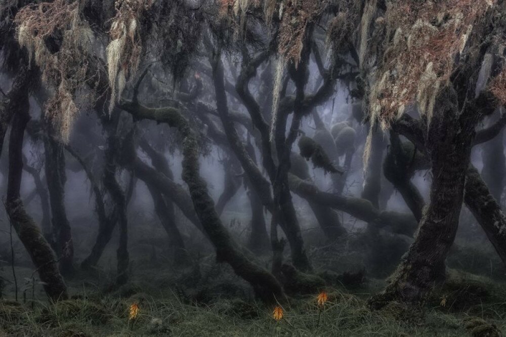 11 Novenyek es gombak highlight Marco Gaiotti - ITALY - The dark forest