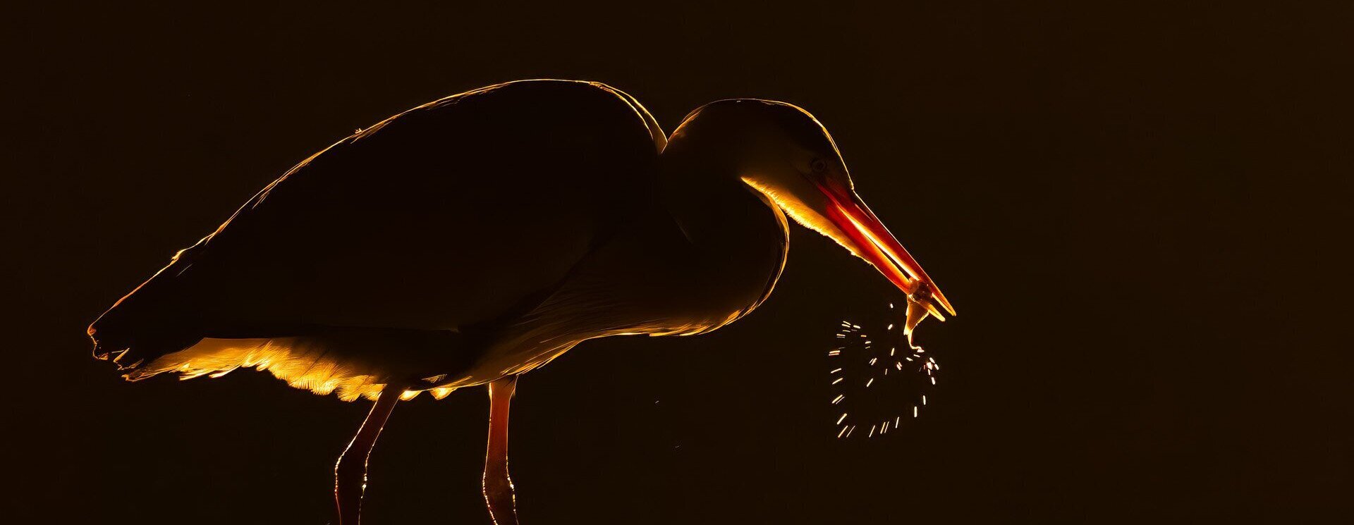 Ezek az év legjobb természetfotói