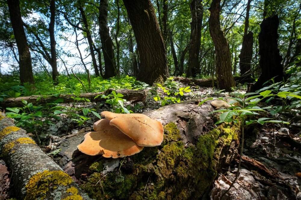 13 erdőfolt a tanösvényen holtfa 02 FOTO Pálvölgyi Krisztina