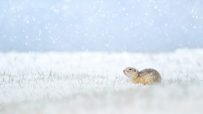 14_2_1078_0651-KONCZ-BISZTRICZ_Tamas-urge_a_tavaszi_havazasban