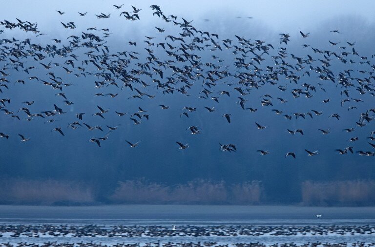 Megérkezett az első nagy vadlúdcsapat a tatai Öreg-tóra