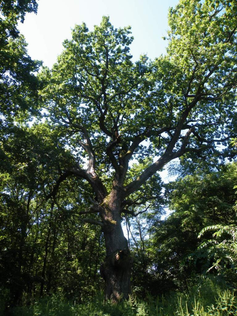 16. A mikepércsi Rákóczi-tölgy (Fotó-Koczka András)