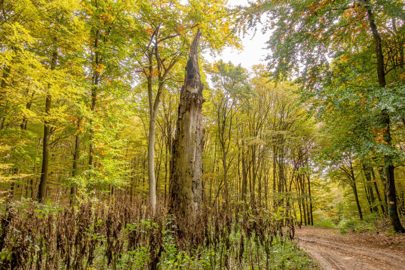 16 Bükk szoborszerű torzója
