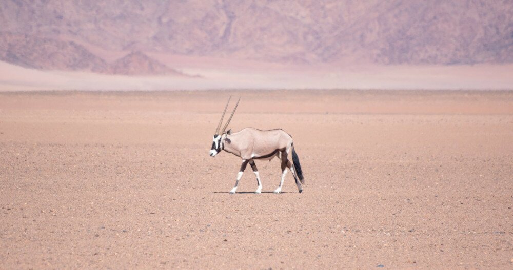 17. Namíbia címerállata az oryx