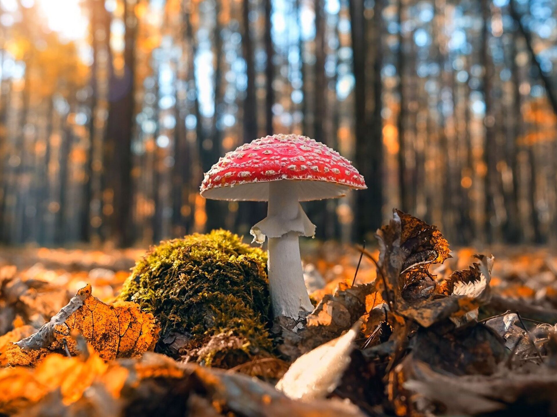 Mire jók a mérgező gombák?