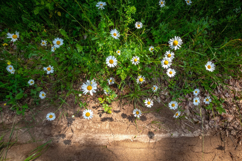 19 réti margitvirág FOTO Pálvölgyi Krisztina