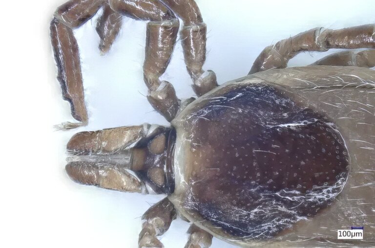 Új kullancsfajt fedeztek fel magyar kutatók