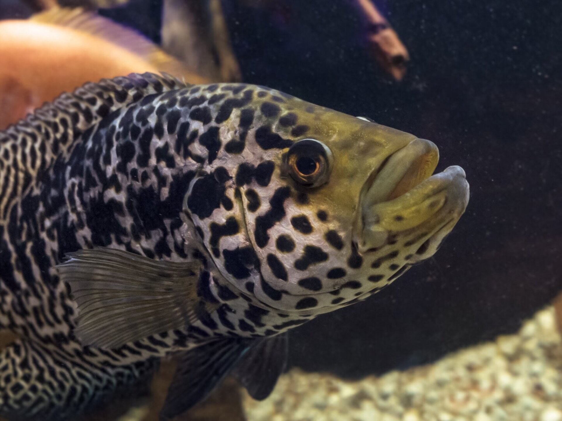 „A tél már nem intézi el őket”