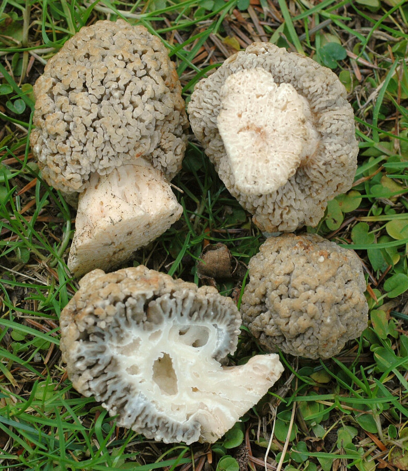 2013-03-03_Morchella_steppicola_Zerova_313943_crop