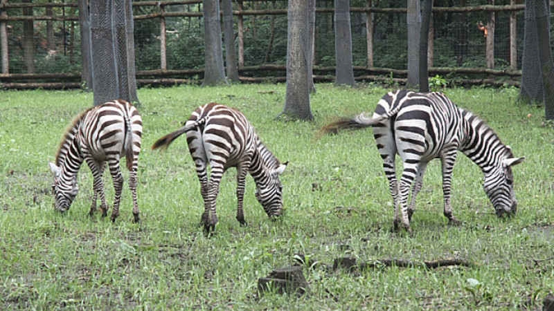 20140806_zebra_02.jpg