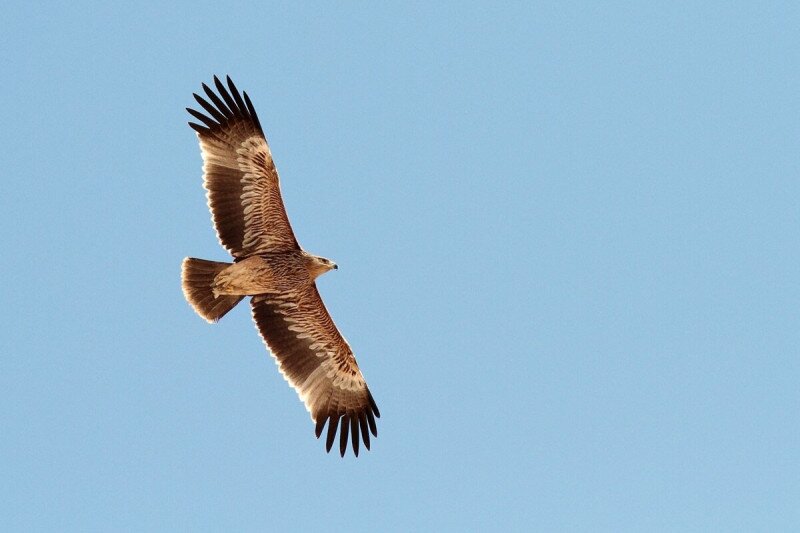 20170202114304-parlagisas-kleberta-19c9w80i