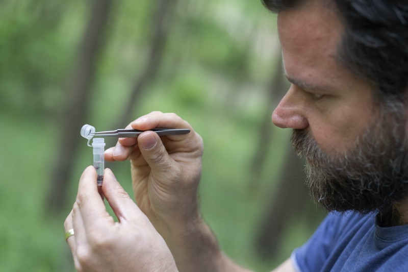 20200527_Ökológiai Kutatóközpont_FÖLDVÁRI Gábor mikrobiológus kullancsokat gyűjt a Pilisben.