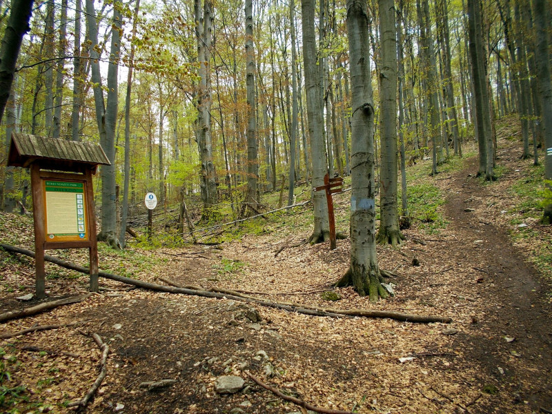 20. az Őserdőnél