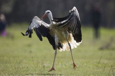 20 mentett fehér gólyát engedtek szabadon a Bükkben