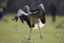 20 mentett fehér gólyát engedtek szabadon a Bükkben