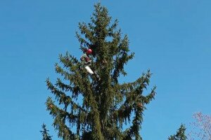 20 méteres fenyőfa tetejéről mentették a kismókusokat 