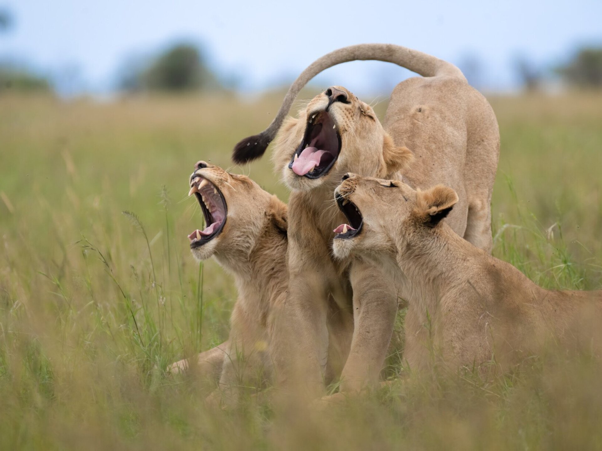 Ezek lettek a legviccesebb természetfotók 2025-ben