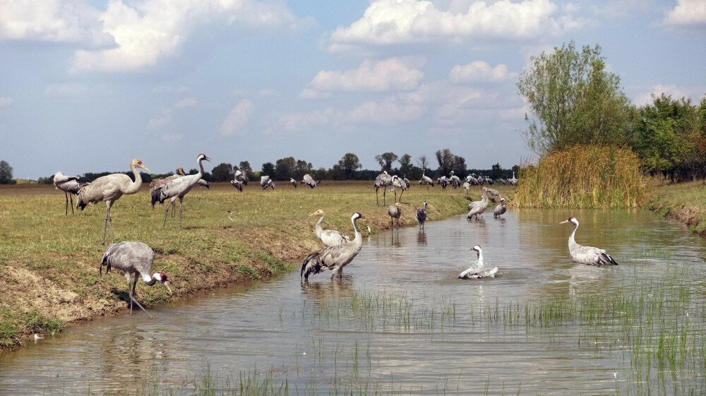 24 Common cranes bathing. Balázs Badár