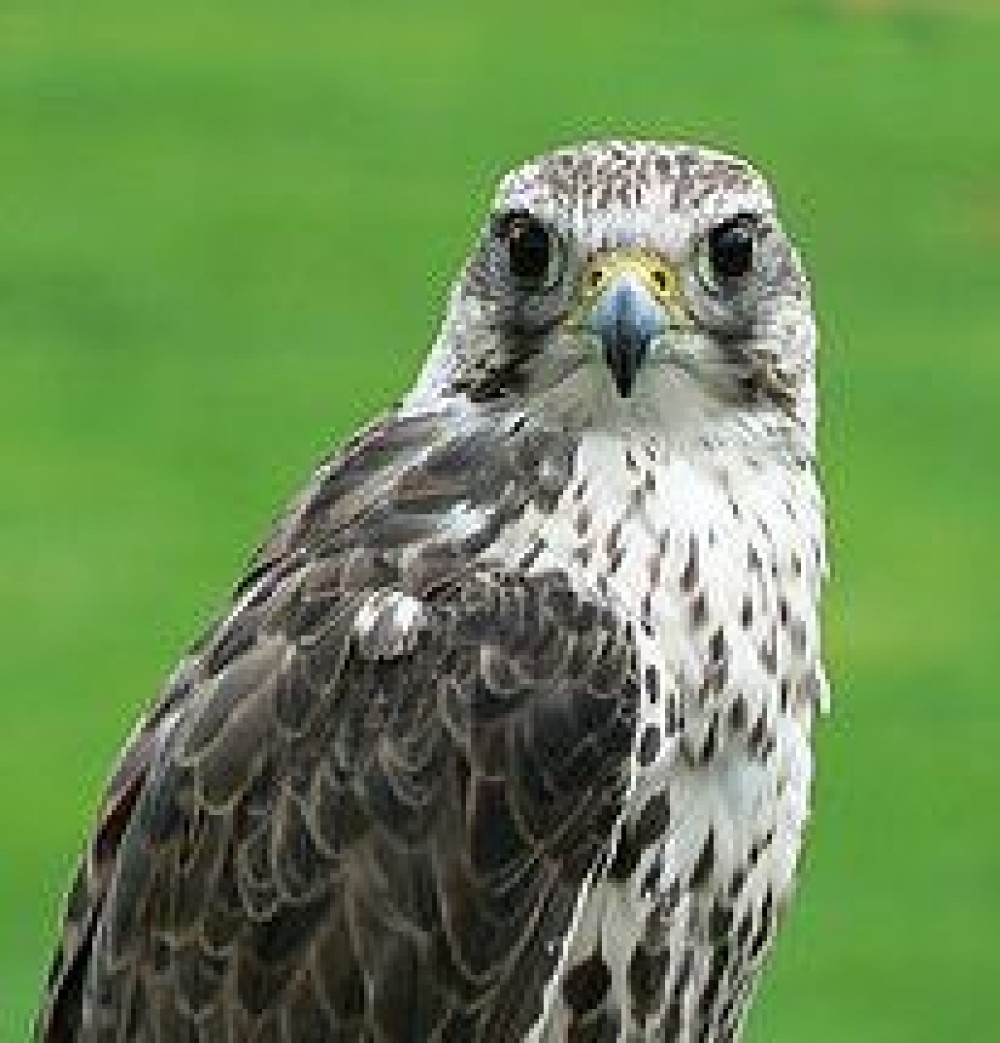 260px-falco_cherrug_portrait.jpg