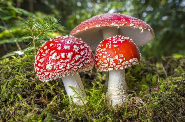 Bemutatjuk a mesegombát