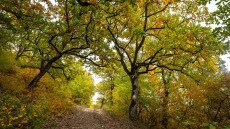 „Óriási tölgyfák állnak benne, olyan, mintha a Gyűrűk urában lennénk”