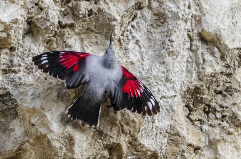 Mint egy trópusi pillangó, ami idetévedt a zord télbe