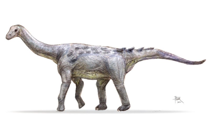 2_Magyarosaurus_dacus_Pecsics_Tibor