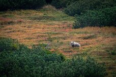 350 medve a célkeresztben – Európát is felkavarja a szlovákiai vadászat
