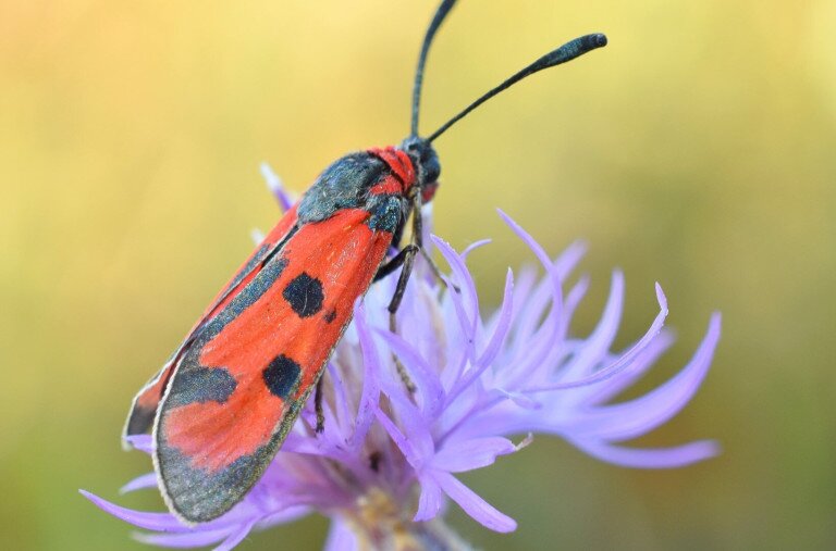 Ritka lepkefajra leltek a Hortobágyi Nemzeti Park területén