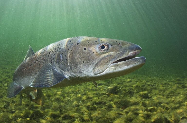 ​Tudtad, hogy melyek a Duna vízgyűjtőjének bennszülött halai?