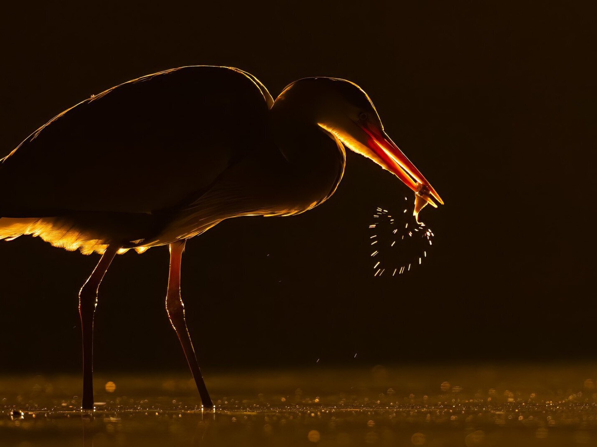 Ezek az év legjobb természetfotói