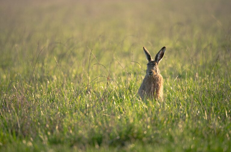 Új vírust találtak a mezei nyulaknál Magyarországon
