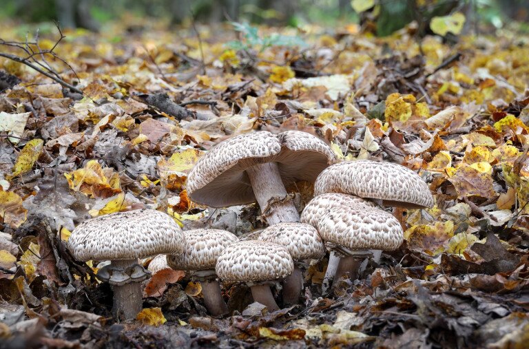 Kiderült, melyik lesz az Év Gombája 2026-ban