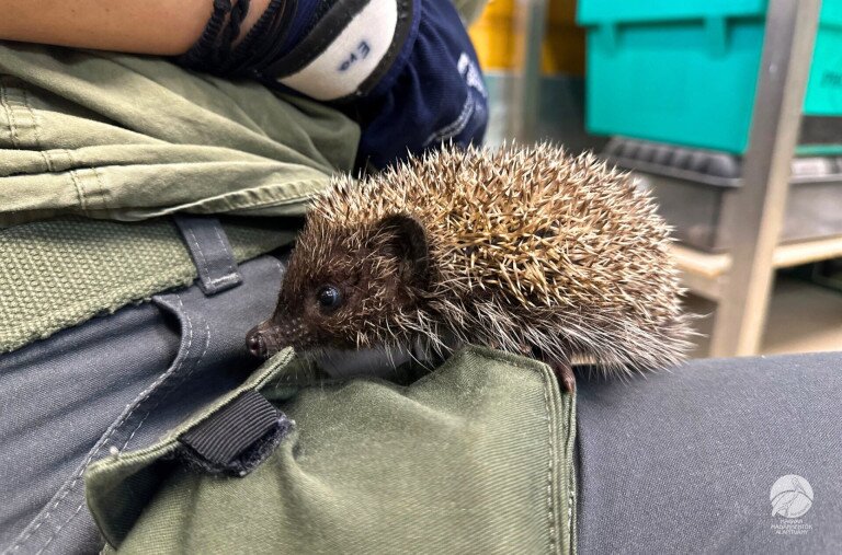 Nem jó ötlet hazavinni a mentett sünt