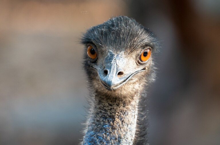 Emu kóborol a Mecsekben